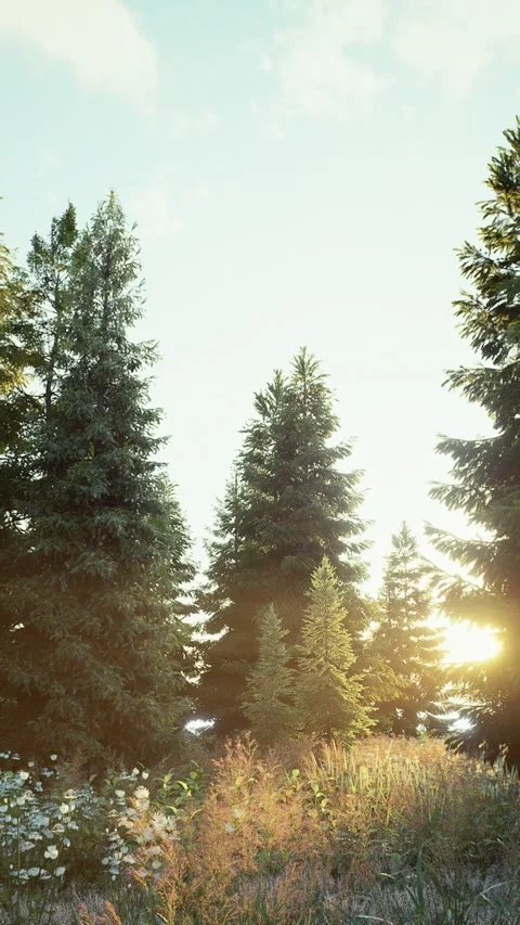 Field-1 Stock Footage 318184234