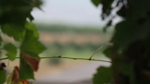 A field 1 Stock Footage 325852332