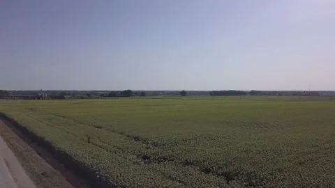 Field 10 Stock Footage 236641005