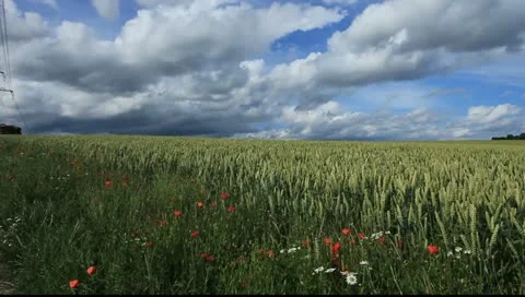 Field  11 Stock Footage 11252157