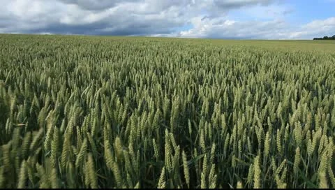 Field 12 库存影片 11252478