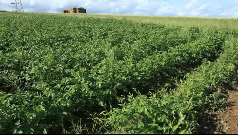 Field 16 動画素材 11426512