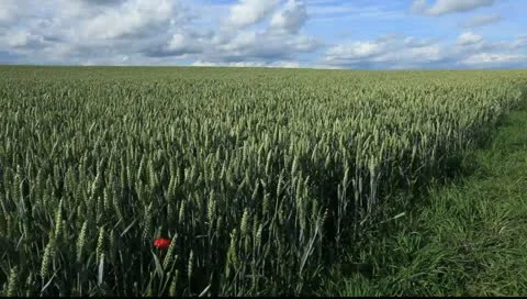 Field 17 Stock Footage 11426527