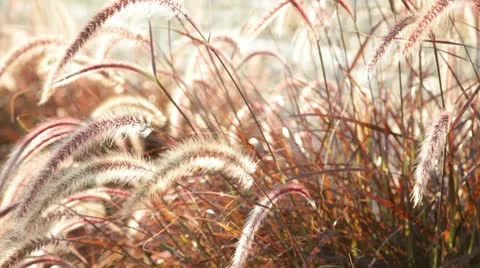 Field 2 Stock Footage 10728342