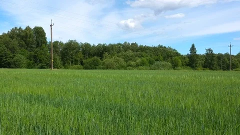 Field 2 Video stock 104950619