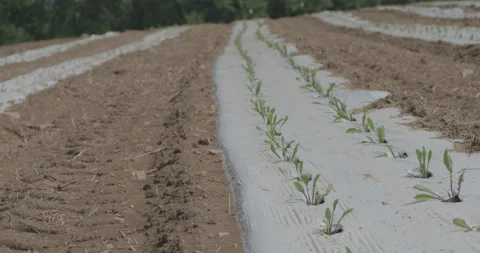 Field 2 Stock Footage 134169169