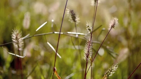 In the field 23. Stock Footage 883235