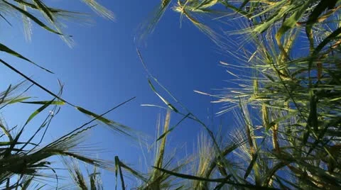 Field 23 库存影片 22026760