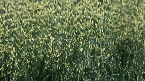 Field 24 库存影片 22026774