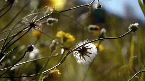 In the field 25. Stock Footage 901614