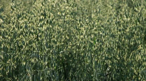 Field 25 Stock Footage 22026858