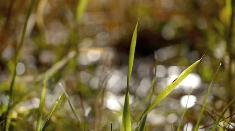 In the field 27. Stock Footage 901655
