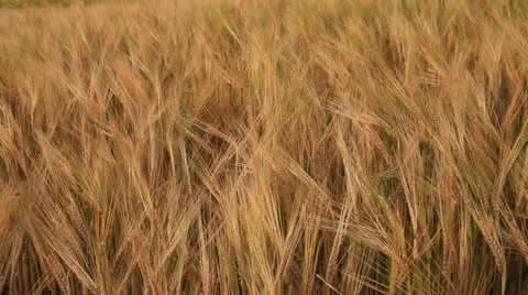 Field 27 Stock Footage 22027011