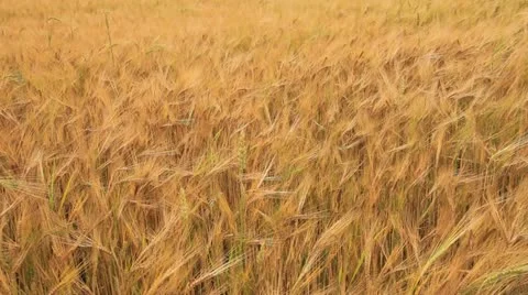 Field 28 動画素材 22027365