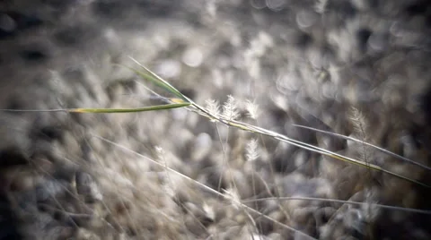 In the field 29. Stock Footage 948259