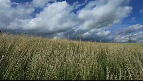 Field  3 Stock Footage 11252580