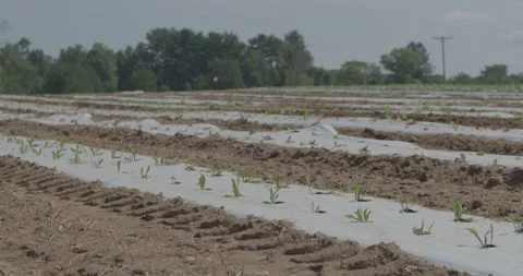 Field 3 Stock Footage 134169191