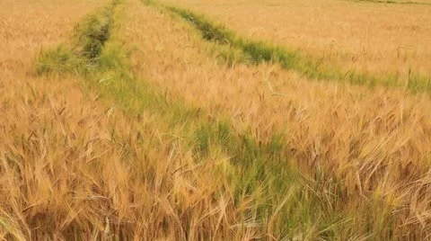 Field 30 库存影片 22027726