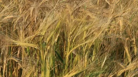 Field 32 Stock Footage 20418897