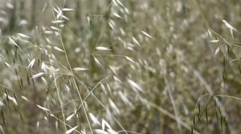 Field 4. Stock Footage 7448856