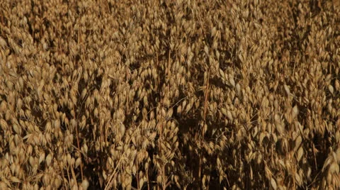 Field 40 Stock Footage 26307336