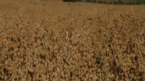 Field 41 库存影片 26307607