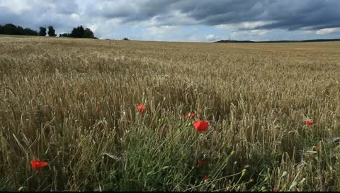 Field  7 库存影片 11252769