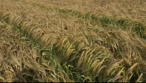 Field  9 Stock Footage 11252970