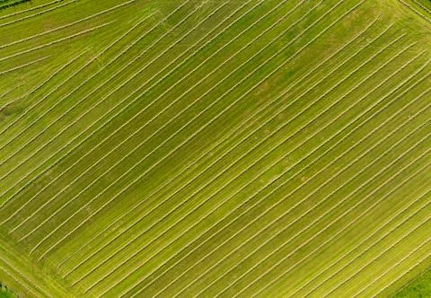 Field from above Foto stock