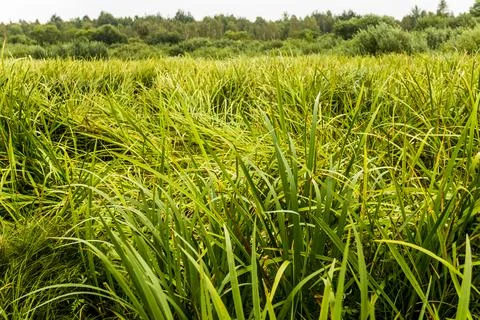 Field of acorus Stock Photos