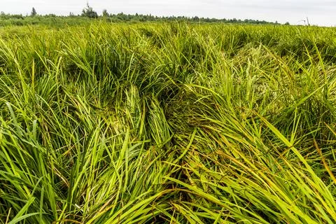 Field of acorus Stock Photos