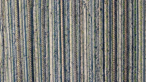 Field Aerial Video stock 155480221