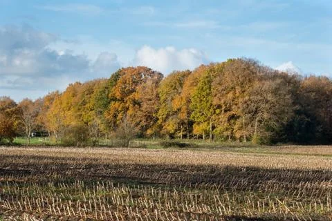 Field after harvest of Maize and forest in autumn colors Stock Photos