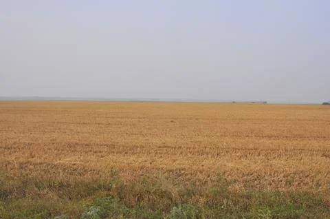 Field after ingathering Stock Photos