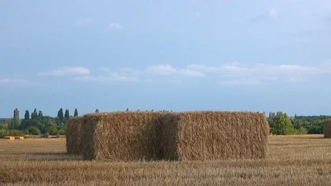 Field after the mowing Stock Footage 71382374