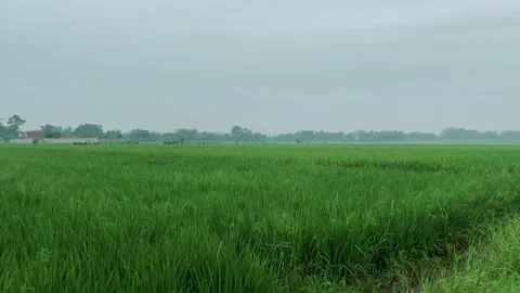 Field after rain Stock Footage 234802667