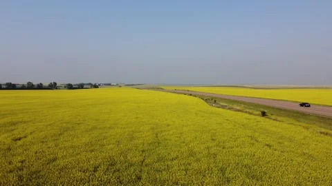 Field in Alberta, Canada Stock Footage 205765094