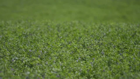 Field of Alfalfa - Focus Rack Stock Footage 221862892