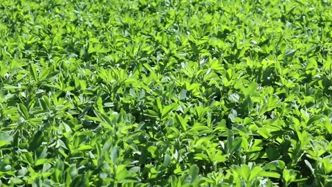 Field of alfalfa in springtime. Stock Footage 154451729