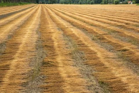 Field with aligned cut down flax Stock Photos