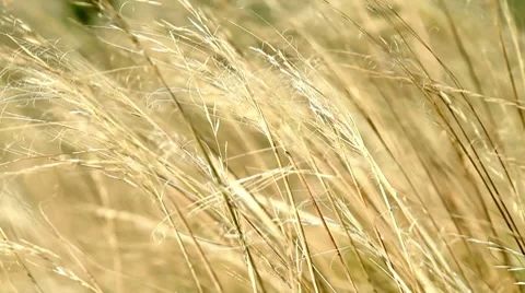 Field in all its glory Stock Footage 8637480