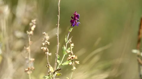 Field in all its glory Видео 8637627