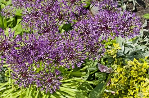 Field of Allium. Stock Photos
