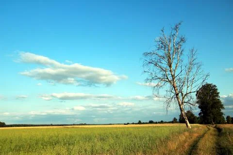 Field-alone-brich Stock Photos