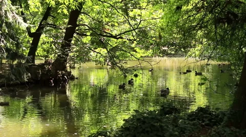 Field along Small lake with ducks Stock Footage 41886580