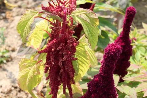 A field of amaranth Stock Photos