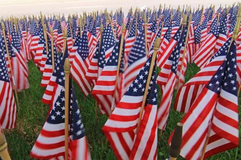 Field of American Flags Stock Photos