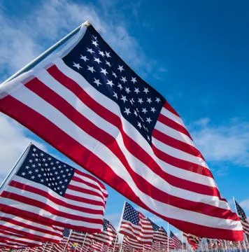 Field of American Flags Stock Photos