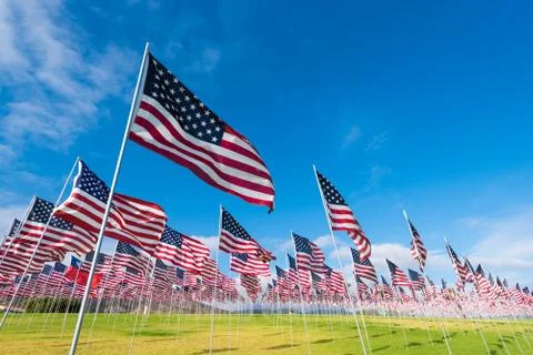 Field of American Flags Stock Photos