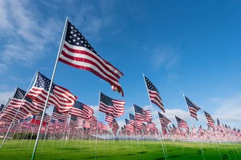 Field of American Flags Stock Photos